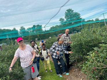 Blueberry Picking